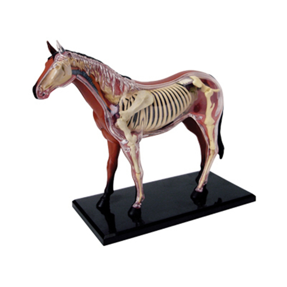 動物の解剖学モデル,乗馬玩具,教育玩具,人気の科学機器 - Science Toys Diy のレビューと価格