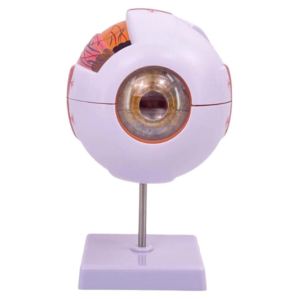 人間の目の解剖学的モデル拡大眼球ディスプレイモデル、実験室の - Science Exhibition Models のレビューと価格
