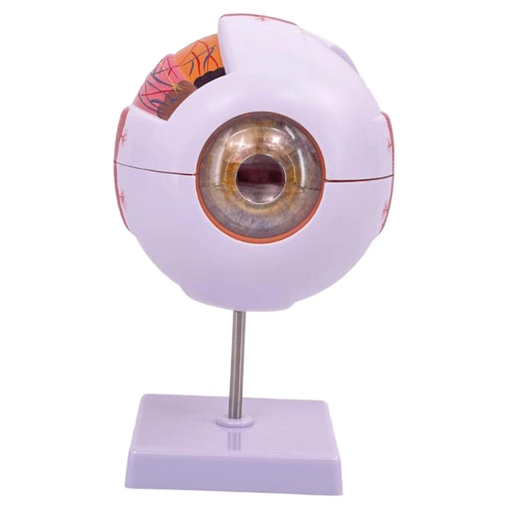 人間の目の解剖学的モデル拡大眼球ディスプレイモデル、実験室の - Science Exhibition Models のレビューと価格