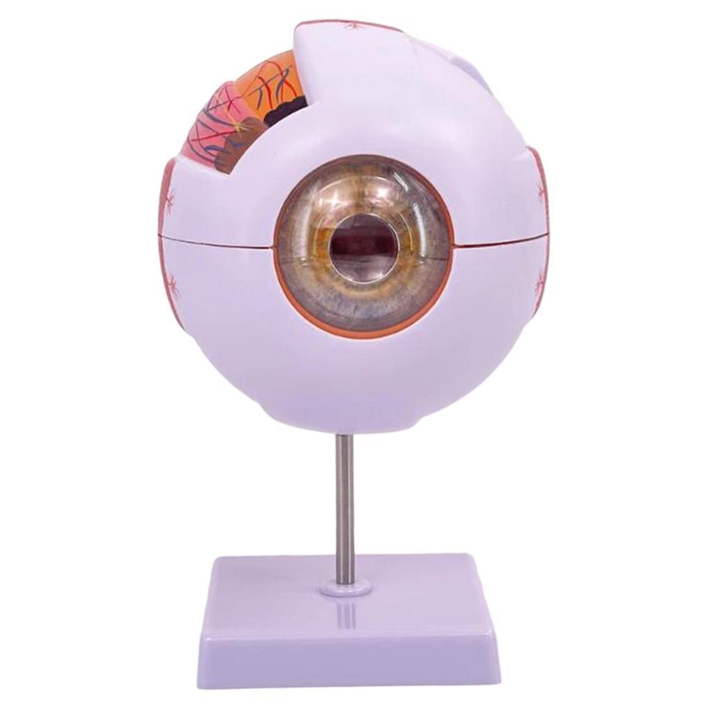 人間の目の解剖学的モデル拡大眼球ディスプレイモデル、実験室の - Science Exhibition Models のレビューと価格