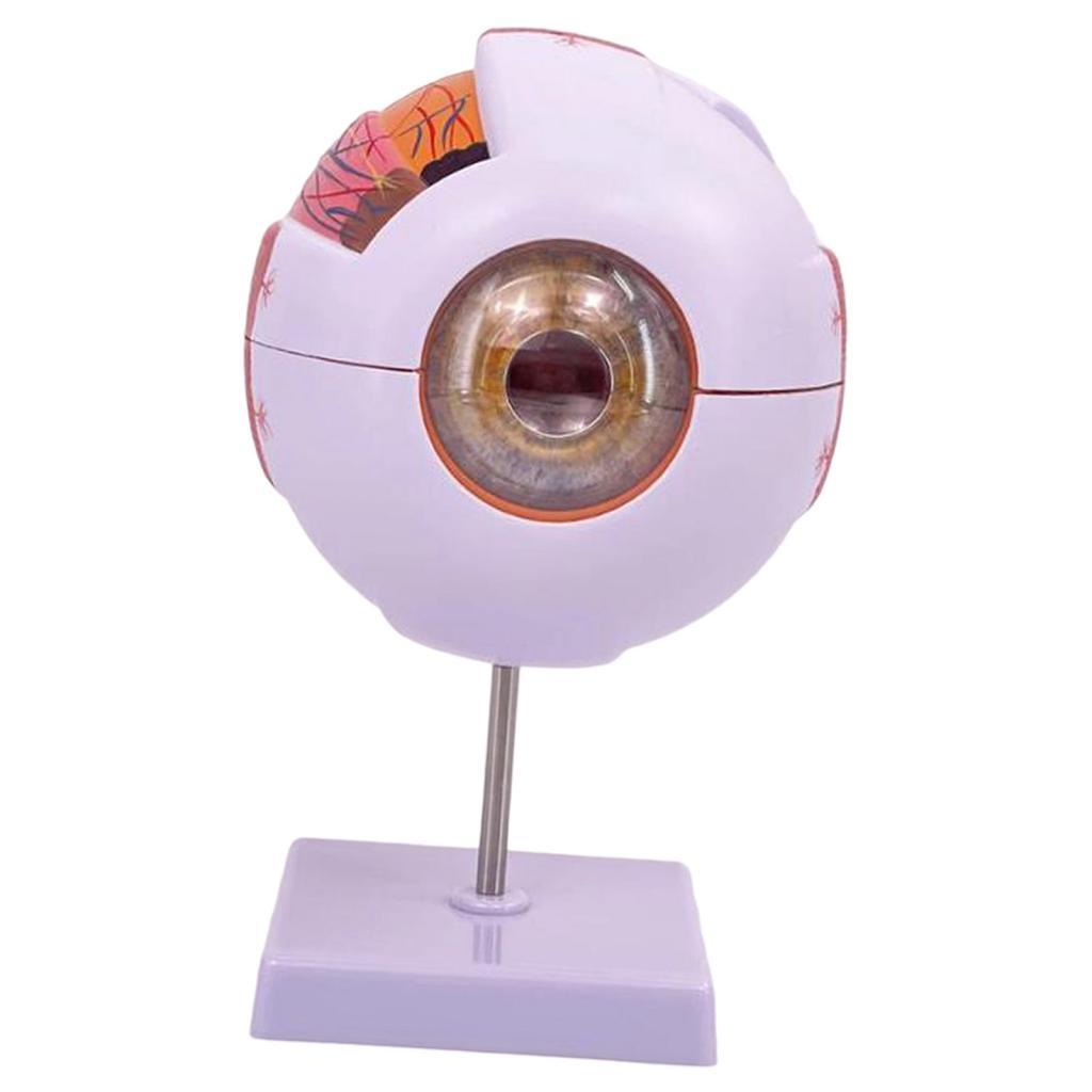 人間の目の解剖学的モデル拡大眼球ディスプレイモデル、実験室の - Science Exhibition Models のレビューと価格