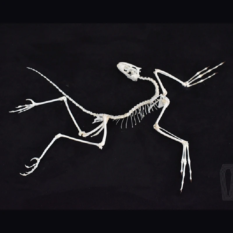 2120年アーカイオプテリクス化石アートウォールデコレーショ - Fossil Replica Display のレビューと価格